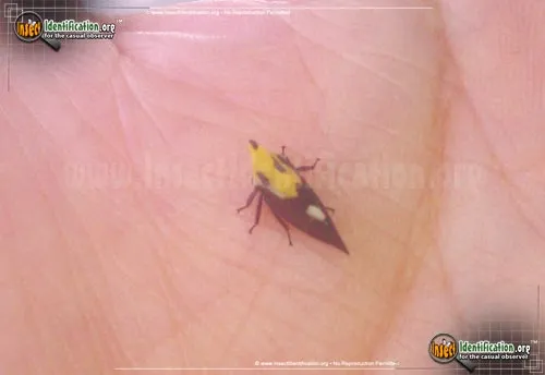 Treehopper - photo 4