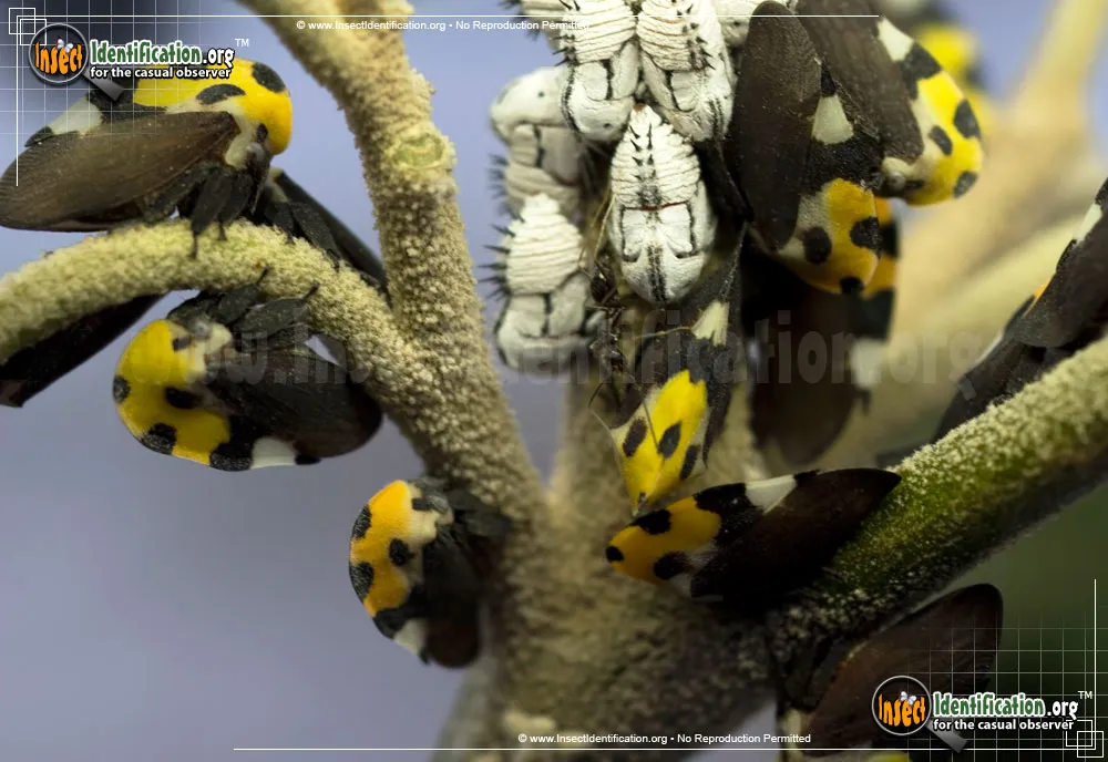 Treehopper - photo 6