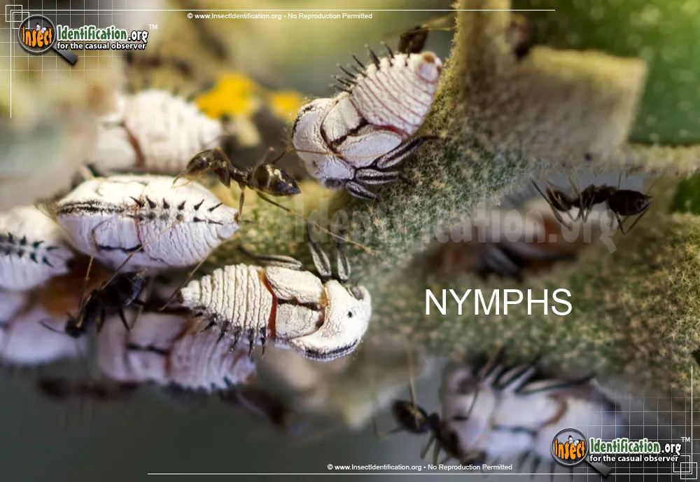 Treehopper - photo 8