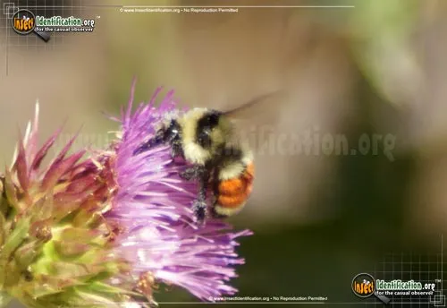 Tricolored Bumble Bee - photo 4
