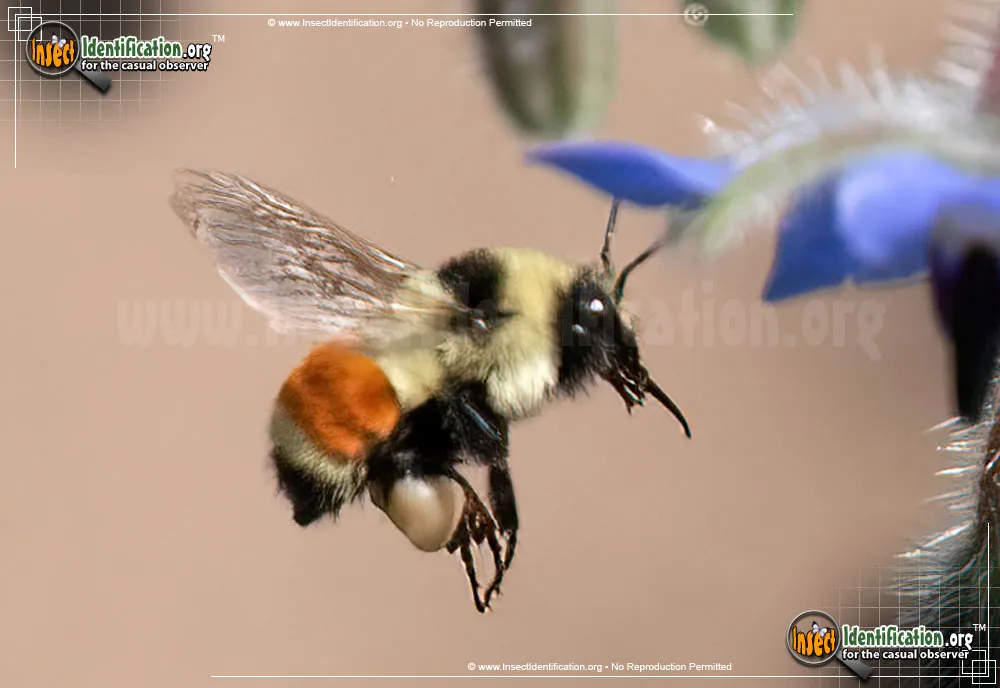 Tricolored Bumble Bee - photo 5