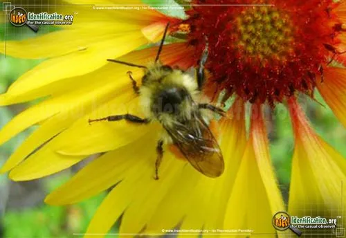 Tricolored Bumble Bee - photo 7