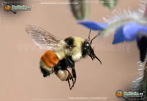 Tricolored Bumble Bee - photo 8
