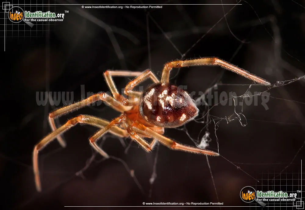 Triangulate Cobweb Spider - Steatoda triangulosa