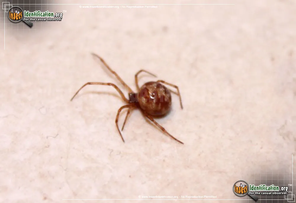 Triangulate Cobweb Spider - photo 3