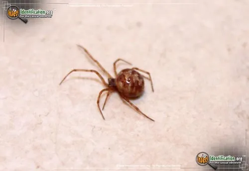 Triangulate Cobweb Spider - photo 4