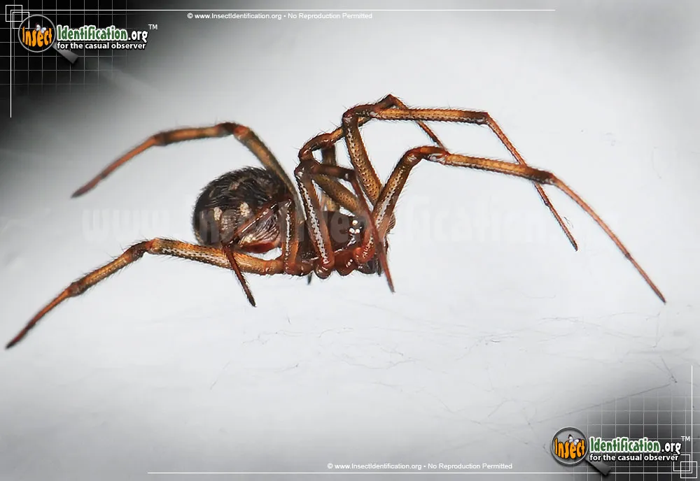 Triangulate Cobweb Spider - photo 5