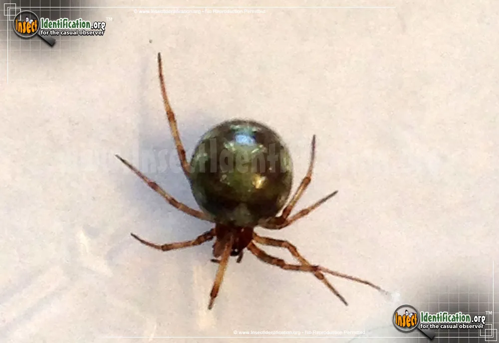 Triangulate Cobweb Spider - photo 7