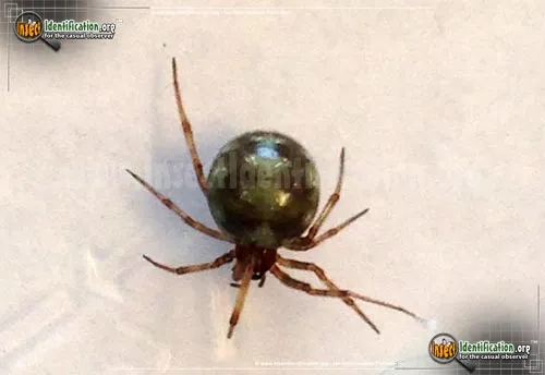 Triangulate Cobweb Spider - photo 8