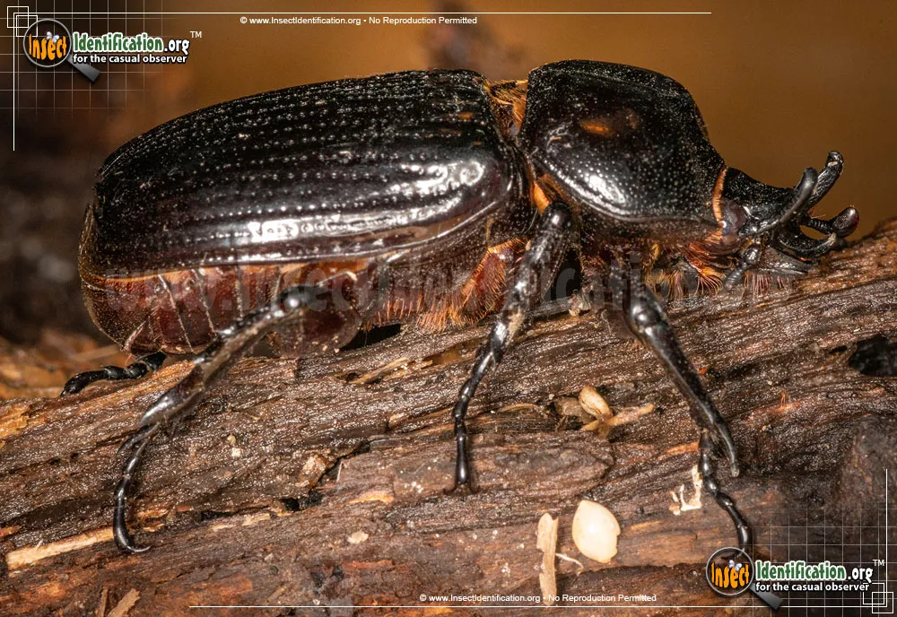 Triceratops Beetle