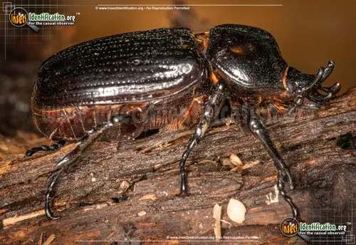 Triceratops Beetle - photo 2