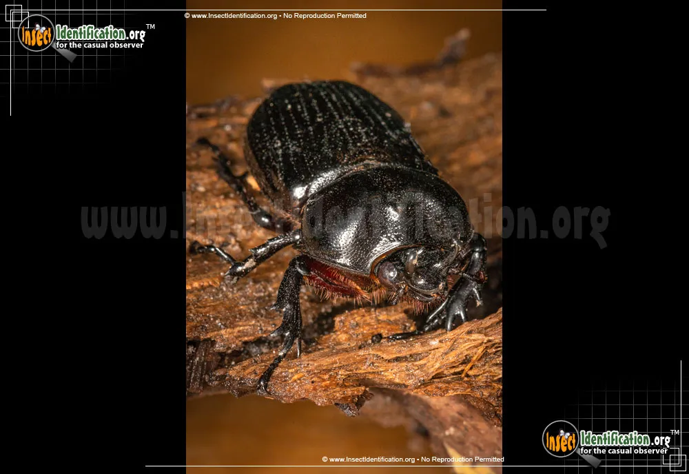Triceratops Beetle - photo 3