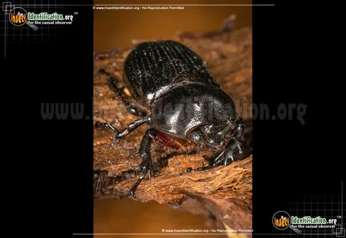 Triceratops Beetle - photo 4
