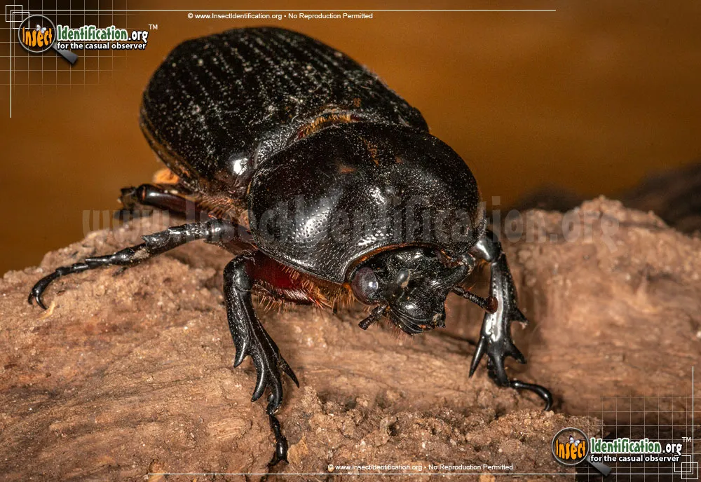 Triceratops Beetle - photo 5