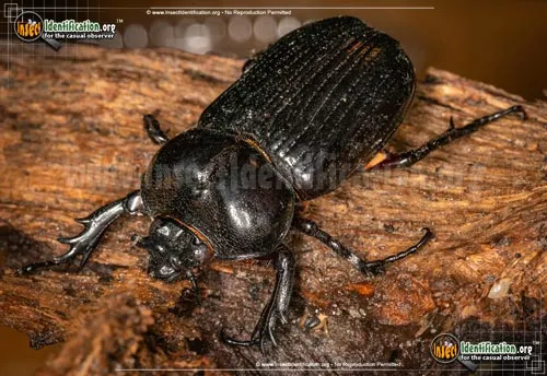Triceratops Beetle - photo 8