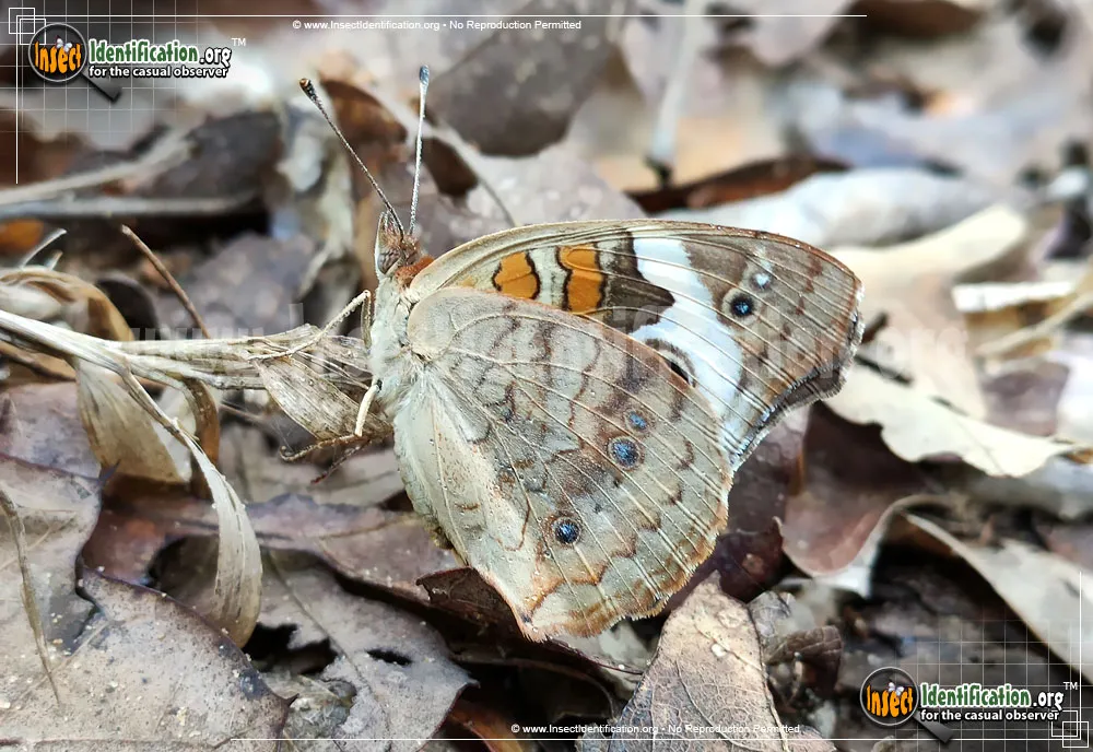 Tropical Buckeye Butterfly