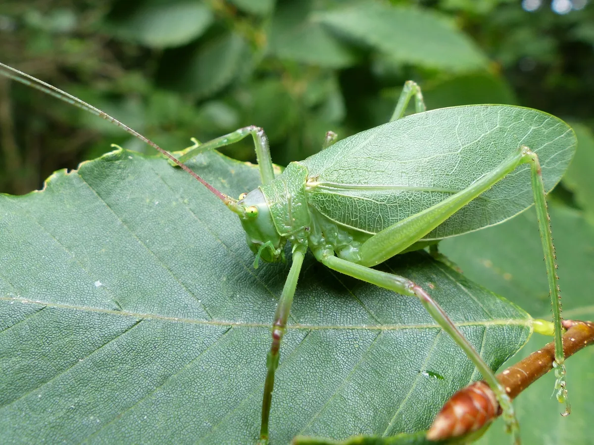 True Katydid - photo 3