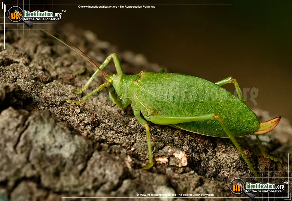 True Katydid - photo 4