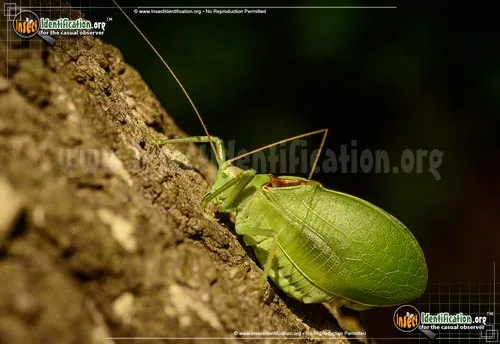 True Katydid - photo 5
