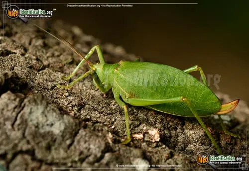 True Katydid - photo 6