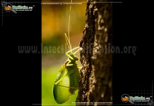 True Katydid - photo 7