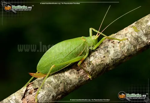 True Katydid - photo 8
