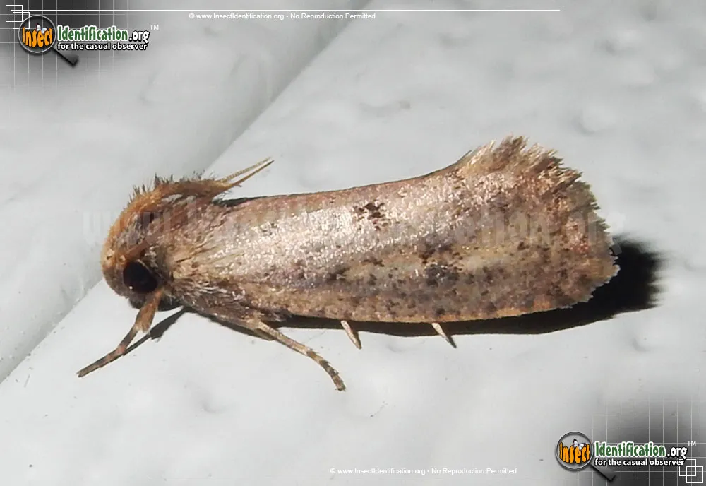 Tubeworm Moth