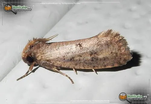 Tubeworm Moth - photo 2