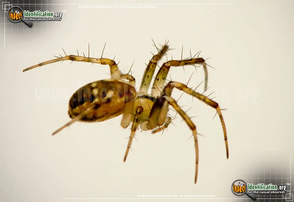 Tuft-legged Orbweaver