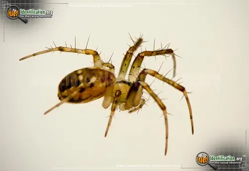 Tuft-legged Orbweaver - photo 2