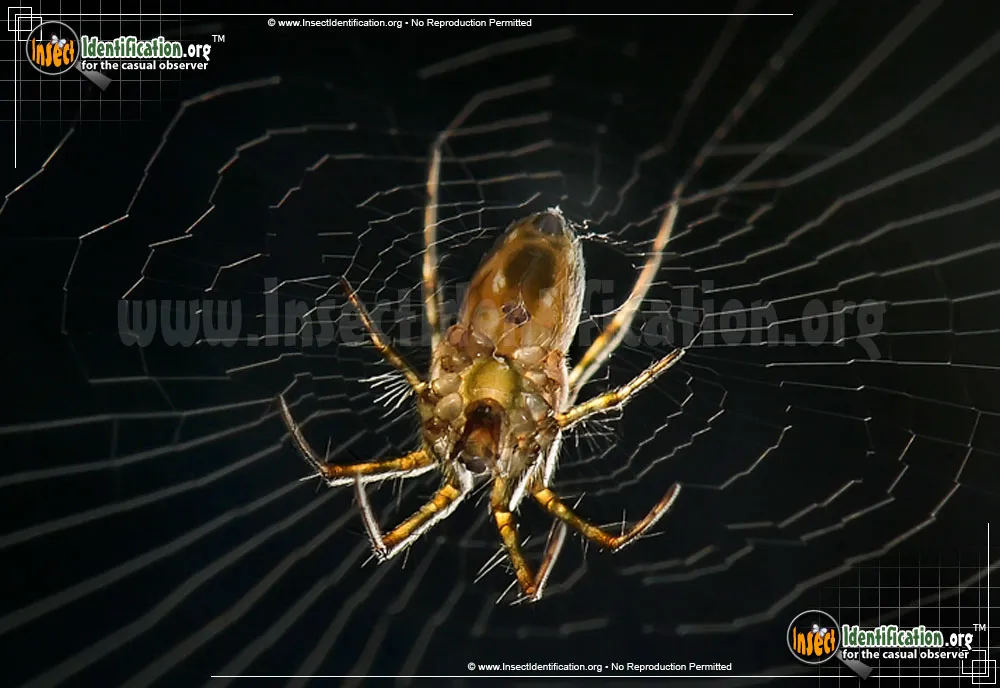 Tuft-legged Orbweaver - photo 3