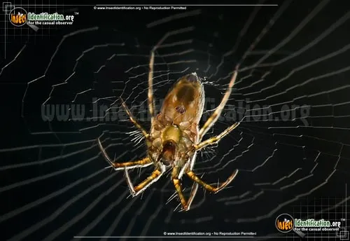 Tuft-legged Orbweaver - photo 4