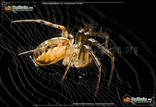 Tuft-legged Orbweaver - photo 6