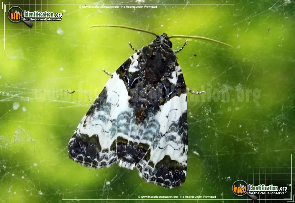 Tufted Bird Dropping Moth