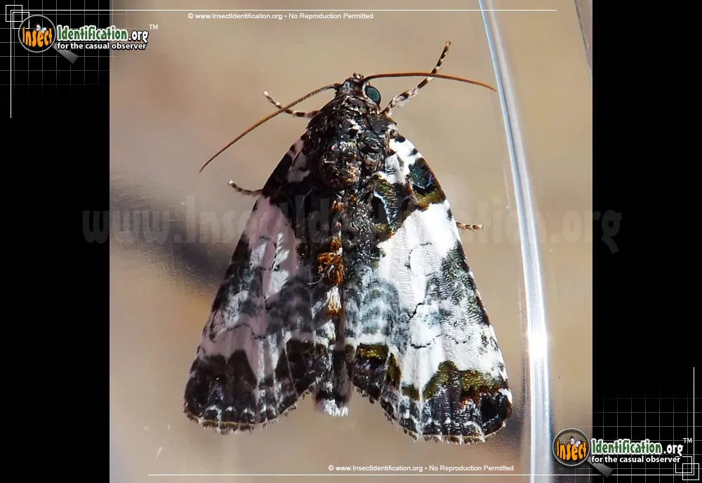 Tufted Bird Dropping Moth - photo 3