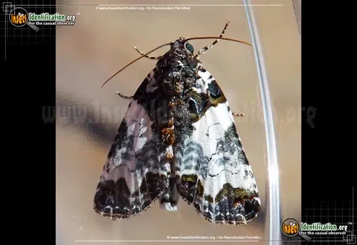 Tufted Bird Dropping Moth - photo 4