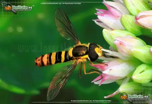Tufted Globetail Hover Fly - photo 2
