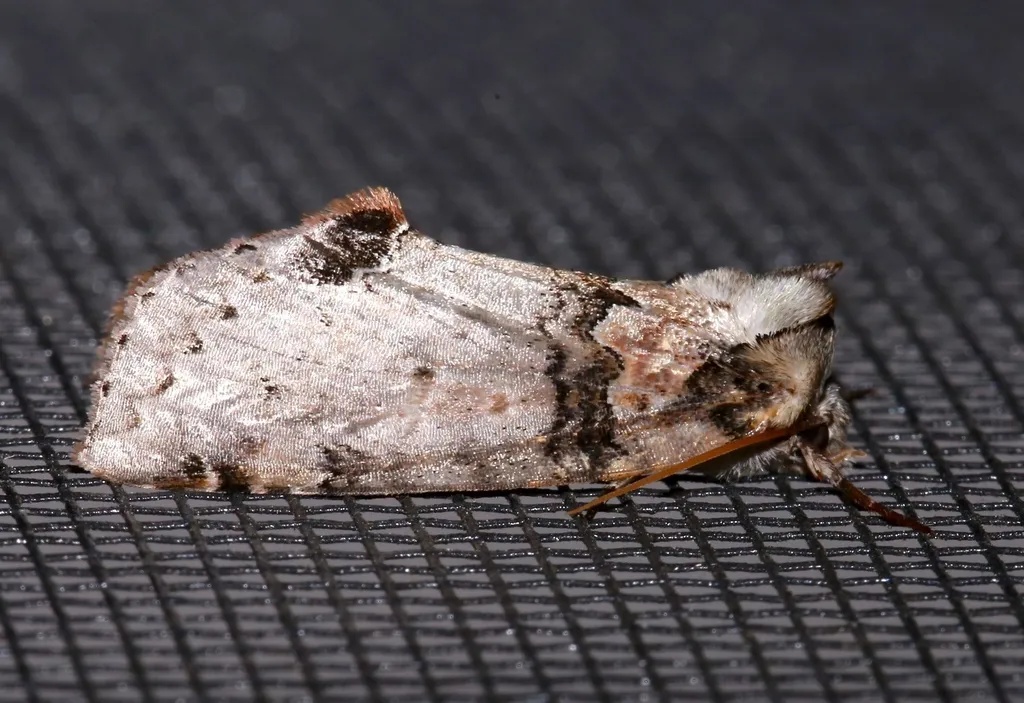 Tufted Thyatirin - photo 2