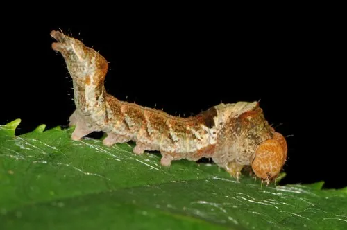 Tufted Thyatirin - photo 4
