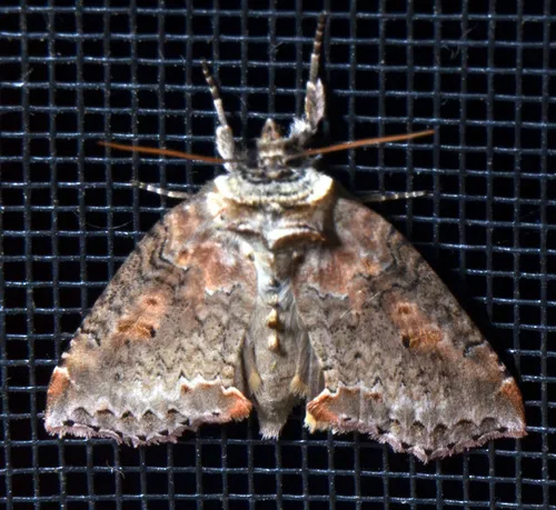 Tufted Thyatirin - photo 5