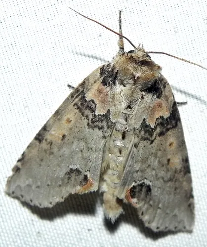 Tufted Thyatirin - photo 6