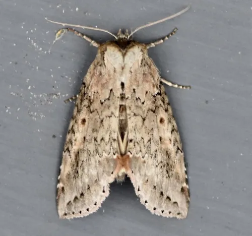 Tufted Thyatirin - photo 8