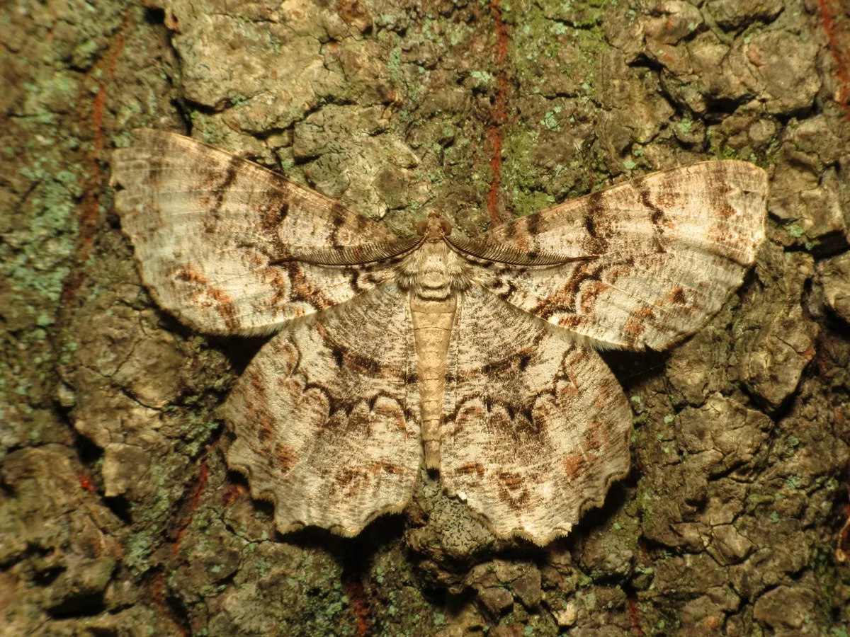 Tulip-tree Beauty Moth - photo 3