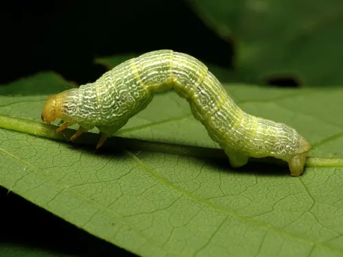 Tulip-tree Beauty Moth - photo 4