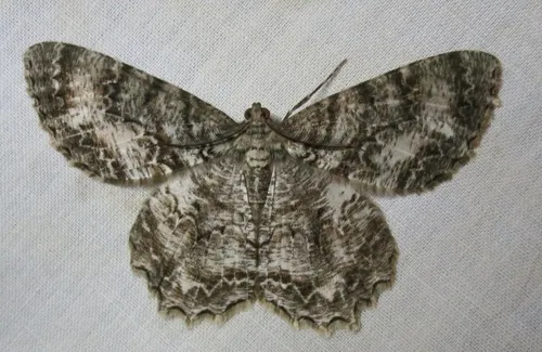 Tulip-tree Beauty Moth - photo 5