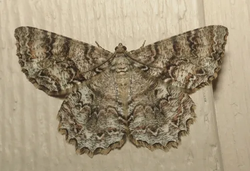 Tulip-tree Beauty Moth - photo 6