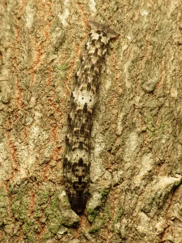 Tulip-tree Beauty Moth - photo 7