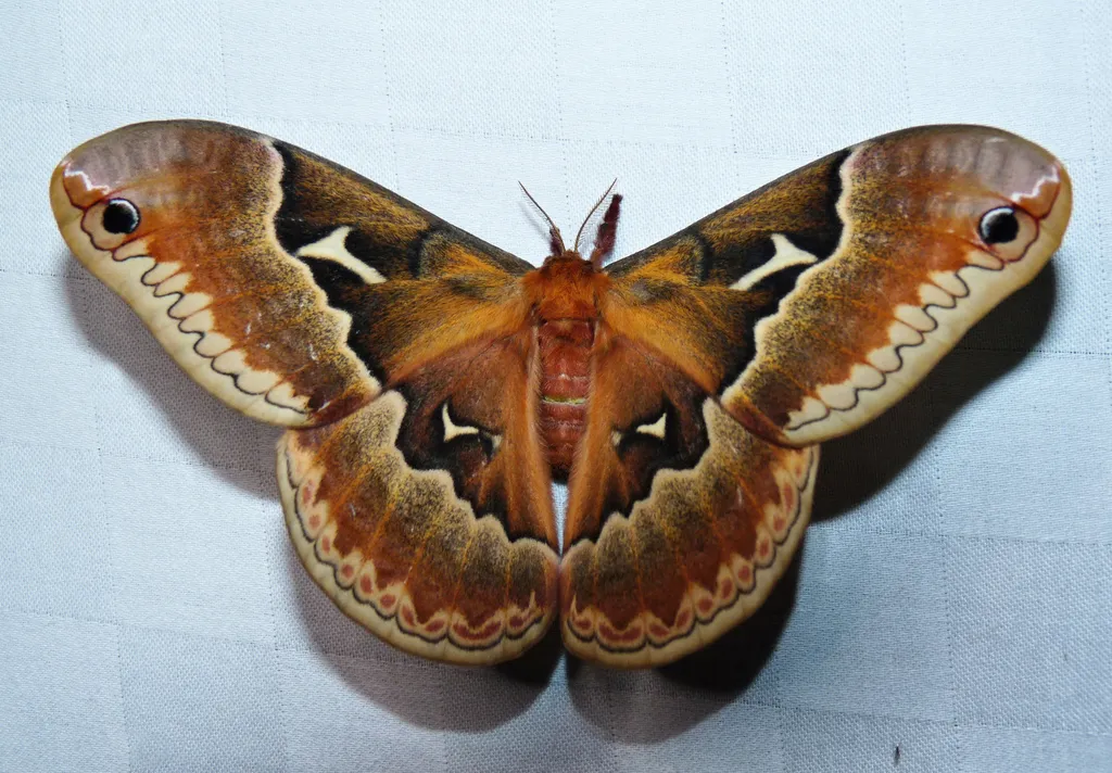 Tulip-tree Silkmoth - photo 2