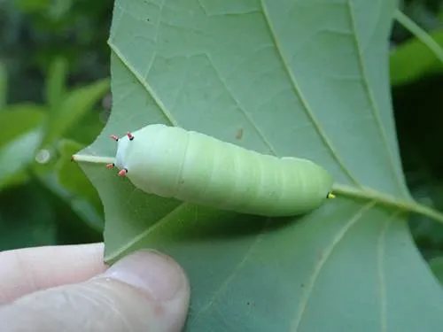 Tulip-tree Silkmoth - photo 4