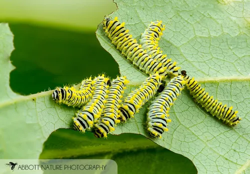 Tulip-tree Silkmoth - photo 5